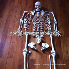 ISO Advanced Disarticulated Skeleton With Skull.Human Body Skeleton Models